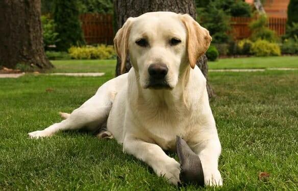 Labrador retriever