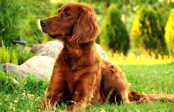 Irish setter