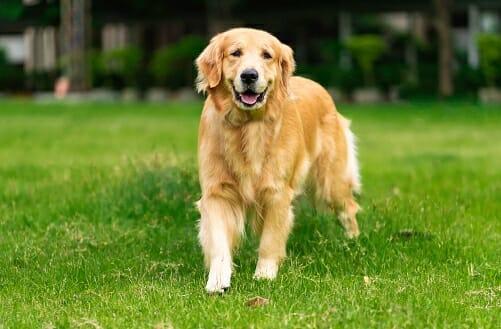 Golden retriever