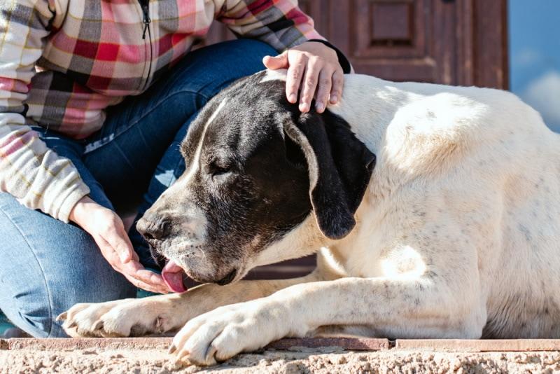 dog licking his owners hand