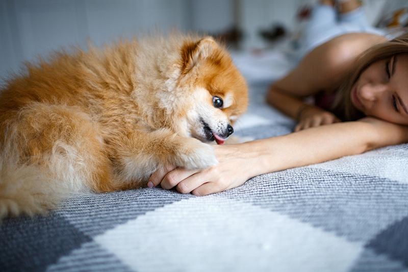 pomeranian licking a woman