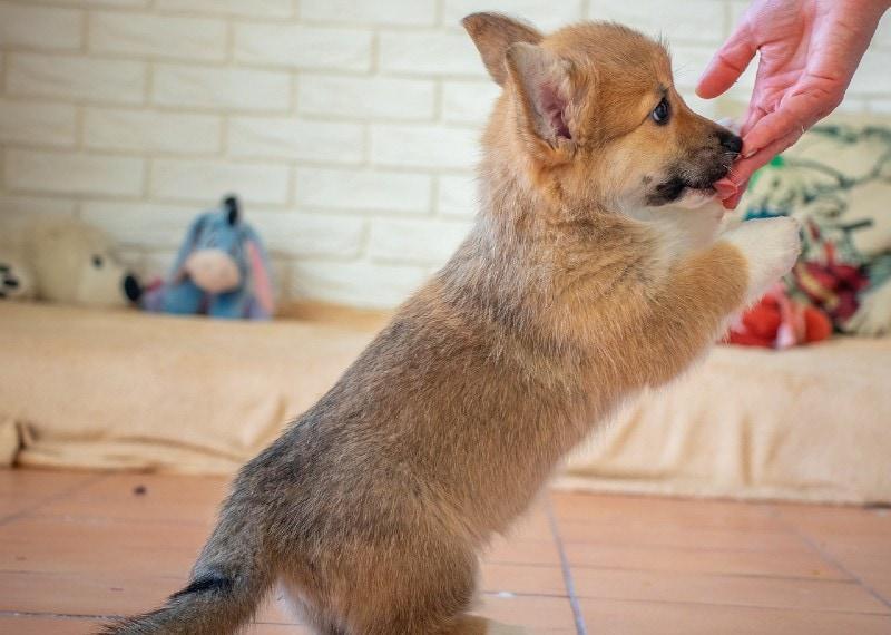 corgi puppy licking owner