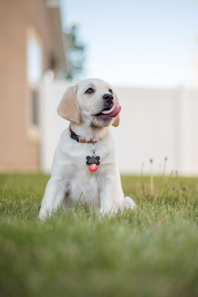 labrador puppy on grass