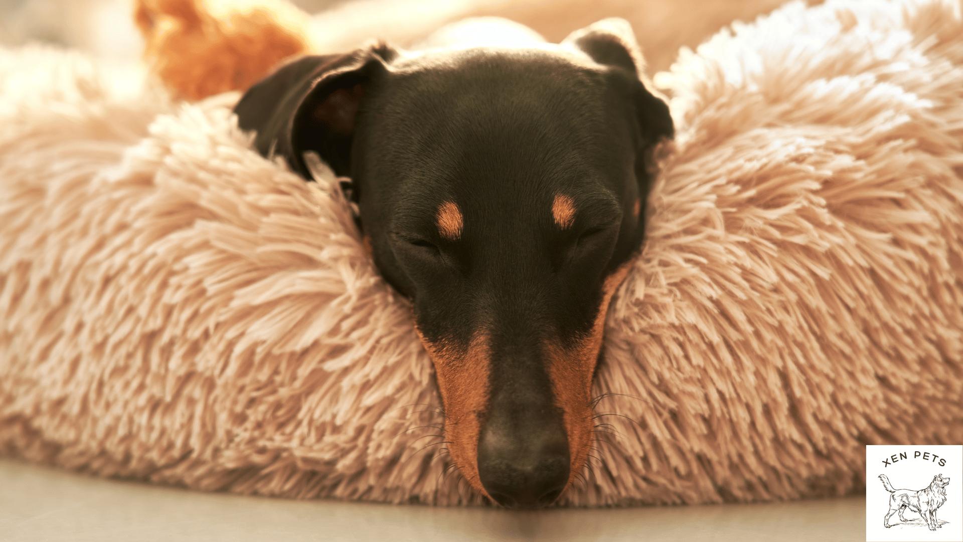 dachshund sleeping on a dog bed