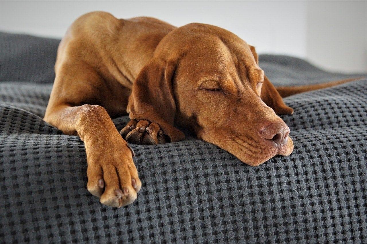 vizsla sleeping in its bed