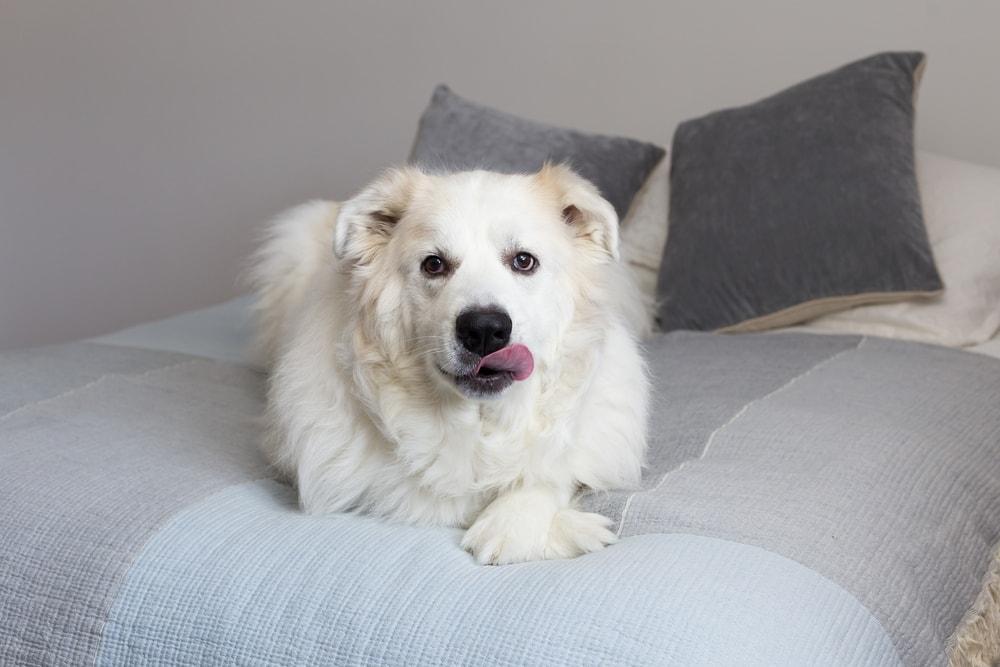 Pyrenean Mountain Dog lying down on bed looking up with paws crossed