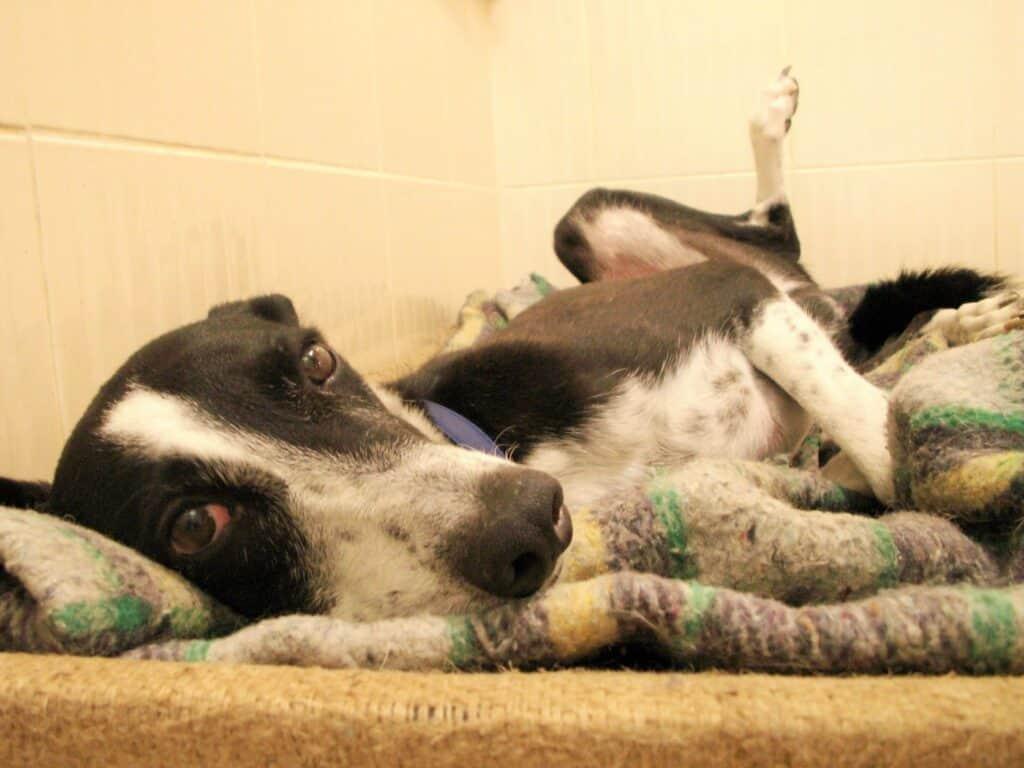 Scared black and white dog lying on back on a blanket exposing his belly soon after being adopted