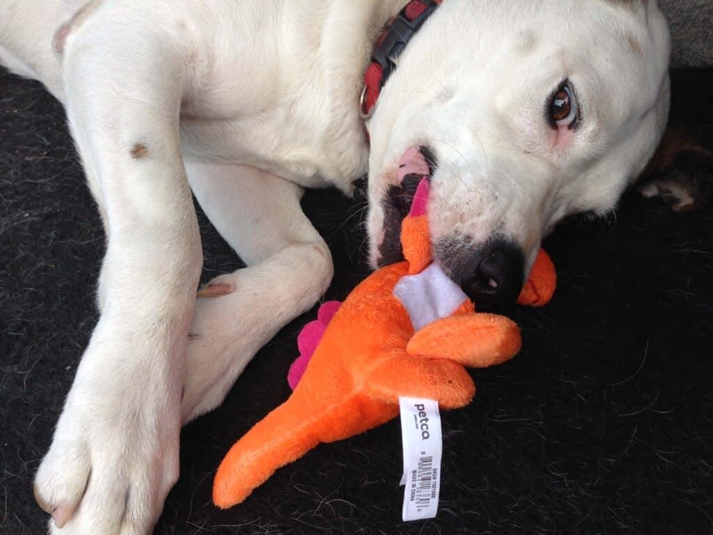 White pitbull Labrador cross chewing on orange dog toy