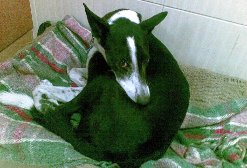 Scared black and white dog curled up on blanket soon after being adopted