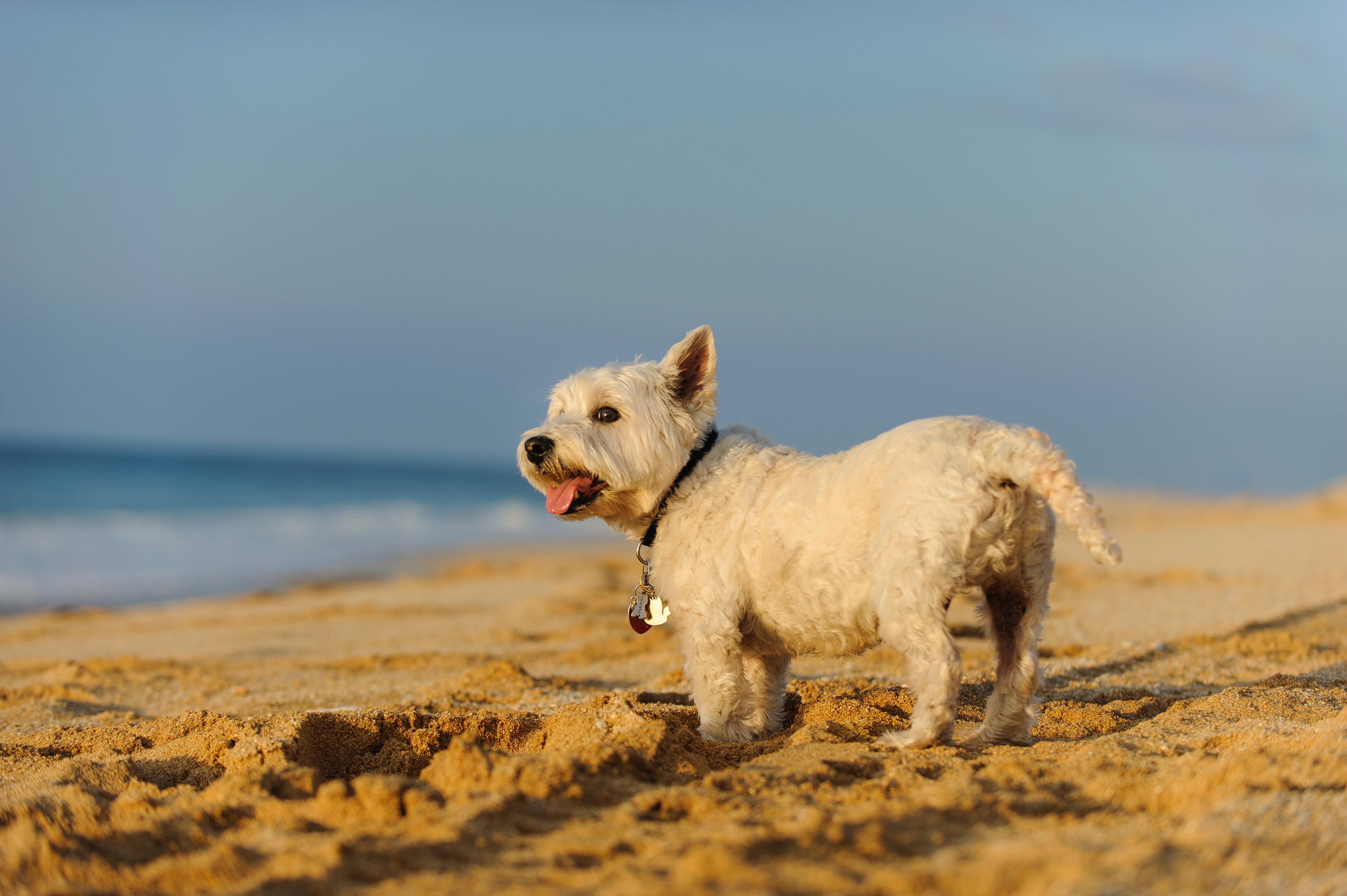 Small dog enjoying time at sandy beach