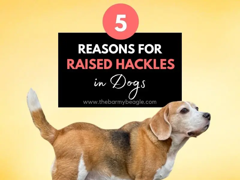 dog hackles raised