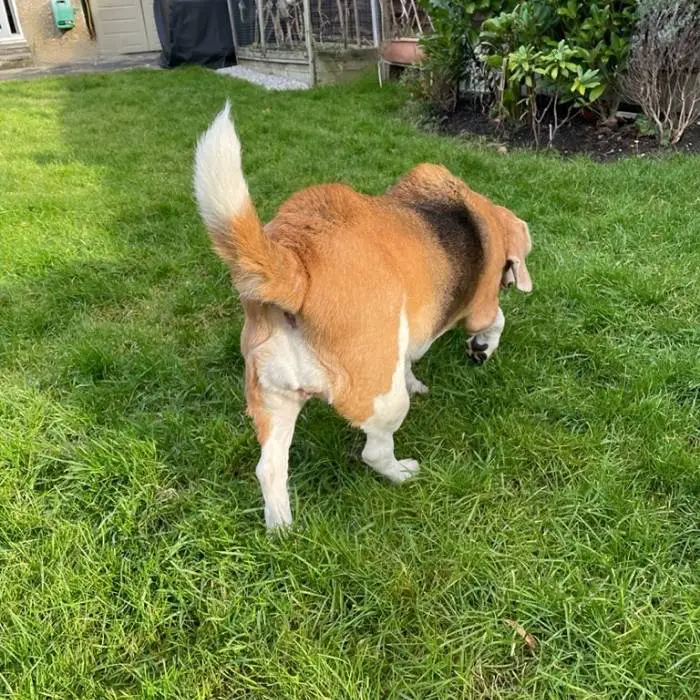 hairs standing up on dogs back