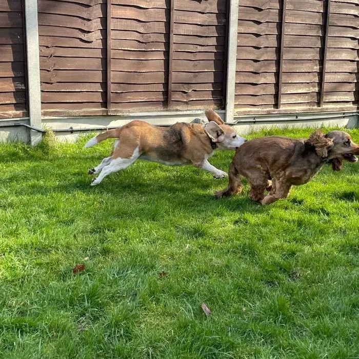 dog raises hackles during playtime