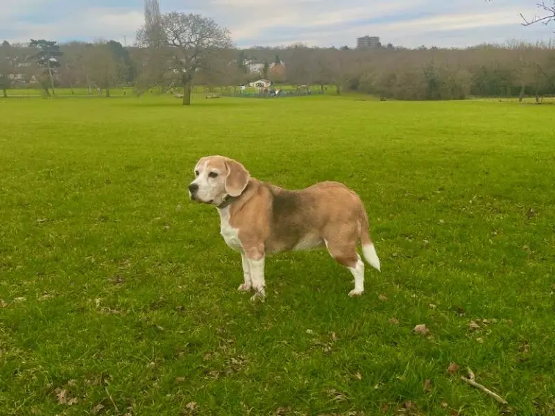 raised hackles in dogs