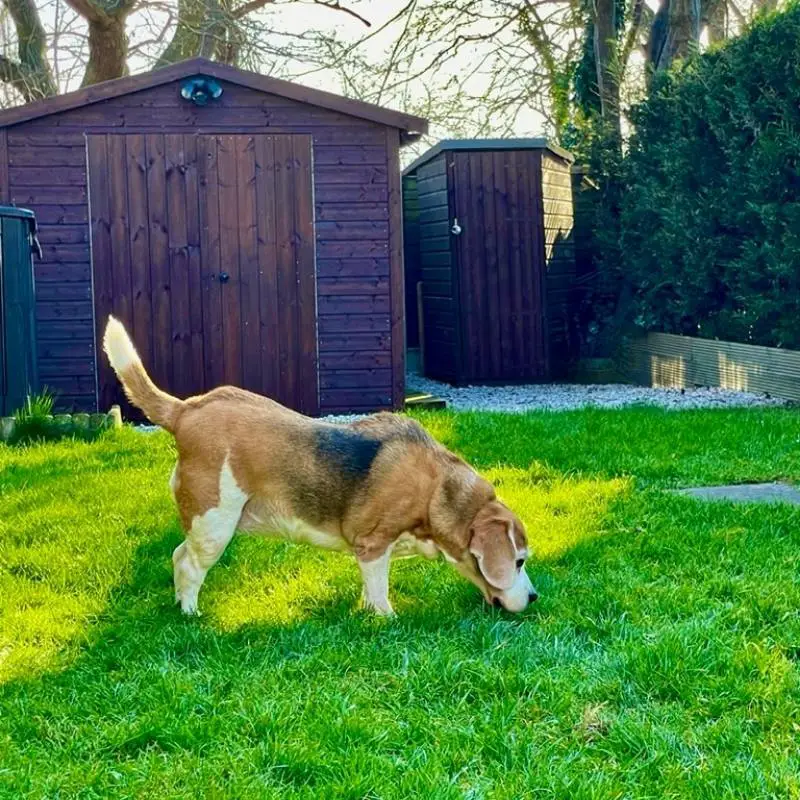 hairs standing up on beagles back