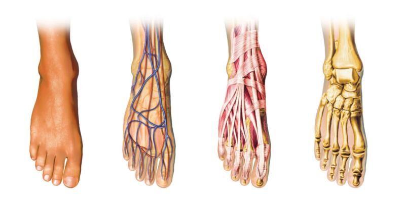 Foot anatomy diagram