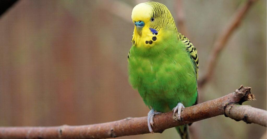 Why budgies puff up?