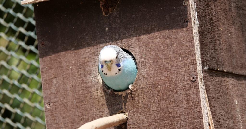 My budgie is puffed up and sleepy all the time