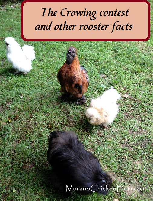 Silkie roosters crowing: Brown, white and black.