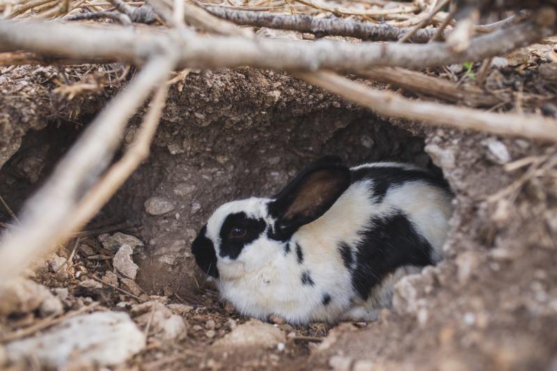 black and white rabbit sits in a hole under a bush