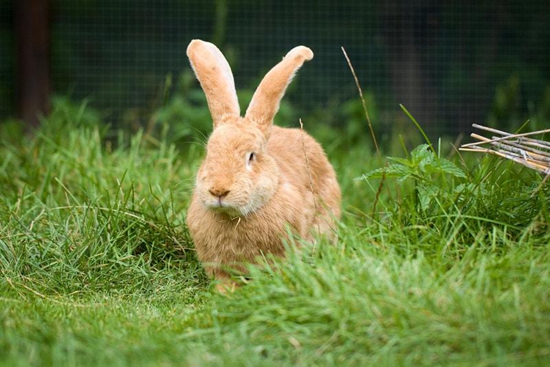 Flemish giant rabbit in grass