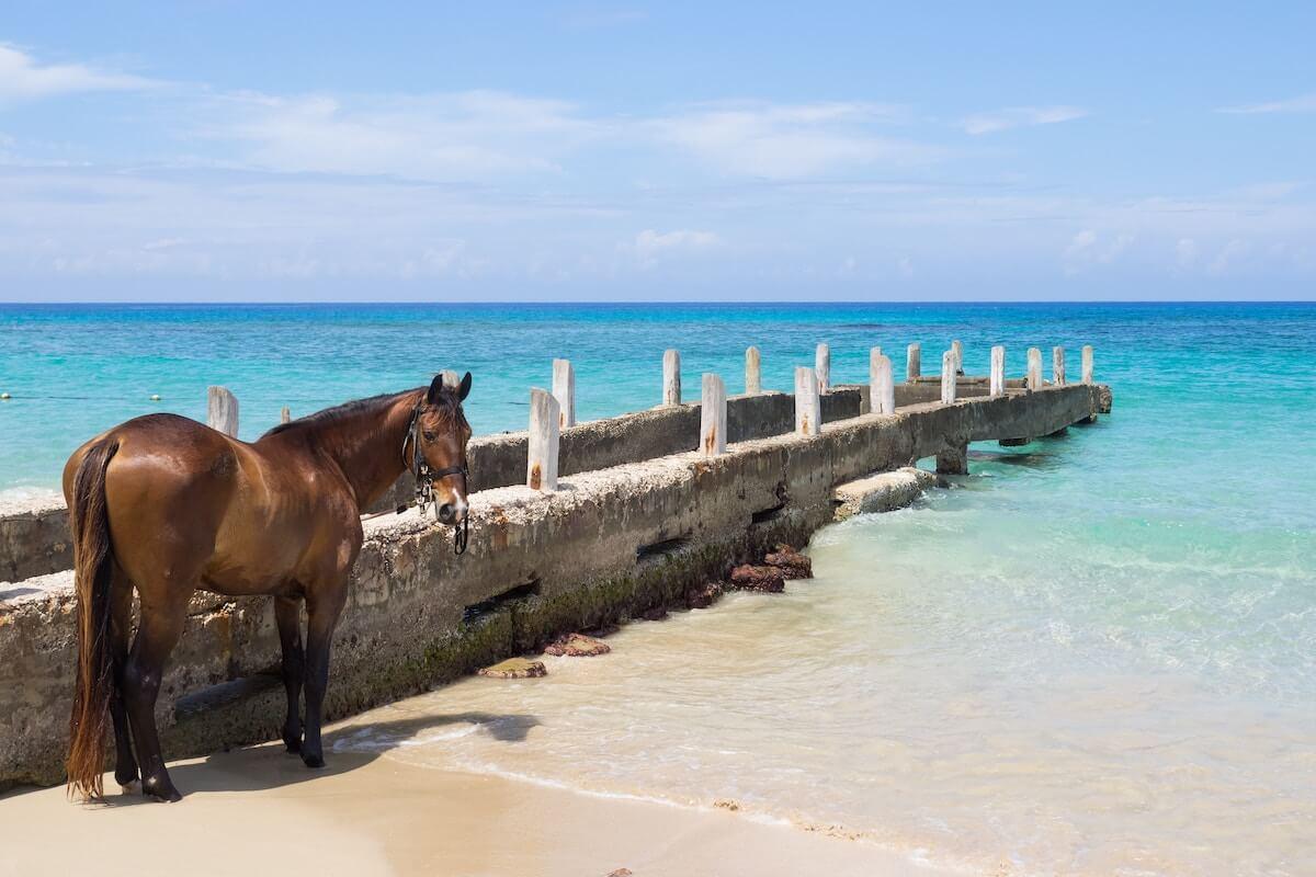 Horse at the Beach in Jamaica