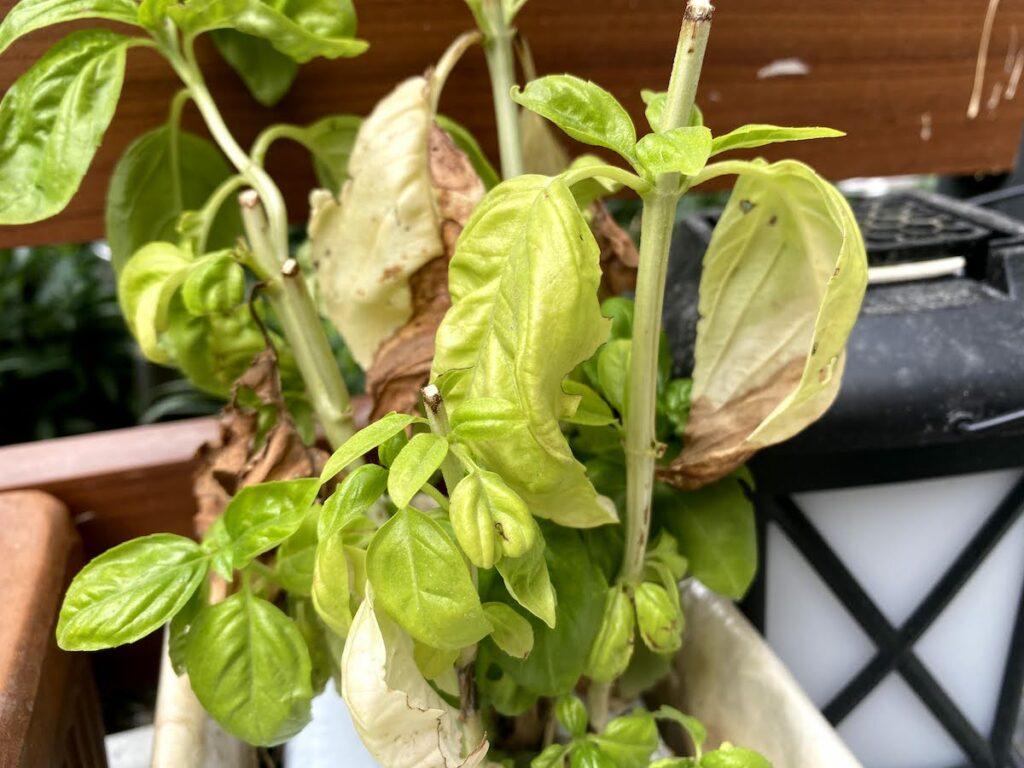 Close up of an overwatered basil plant wilting with wilted basil leaves and yellowing and brown, dry leaves