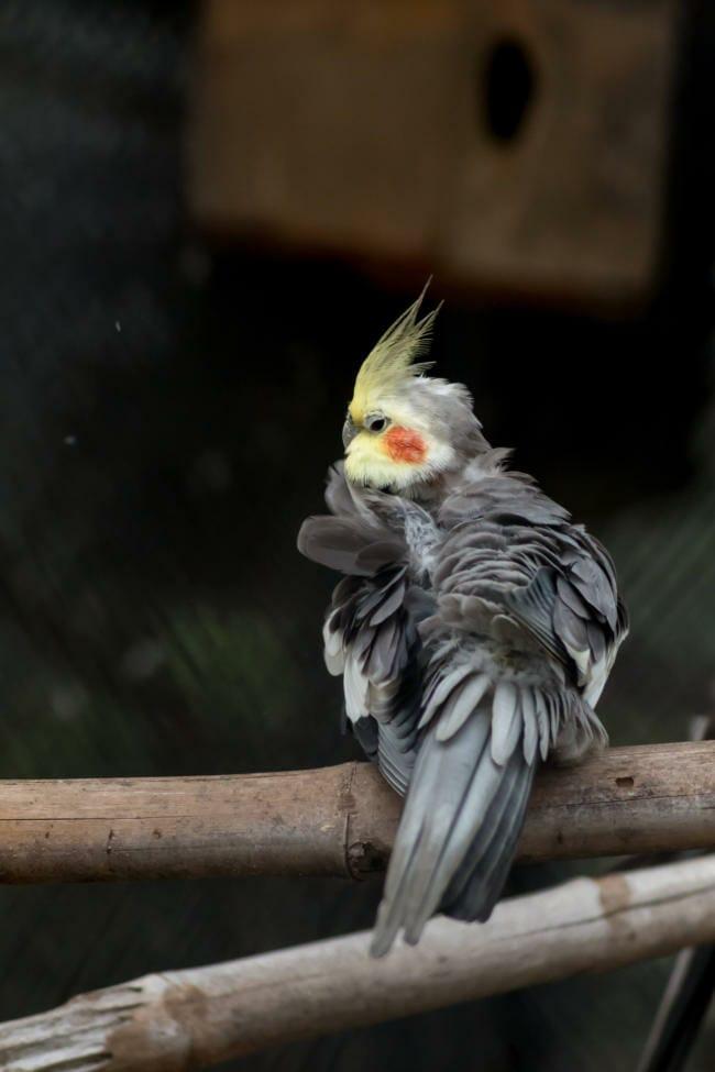 why is my cockatiel shaking all the time with its head?