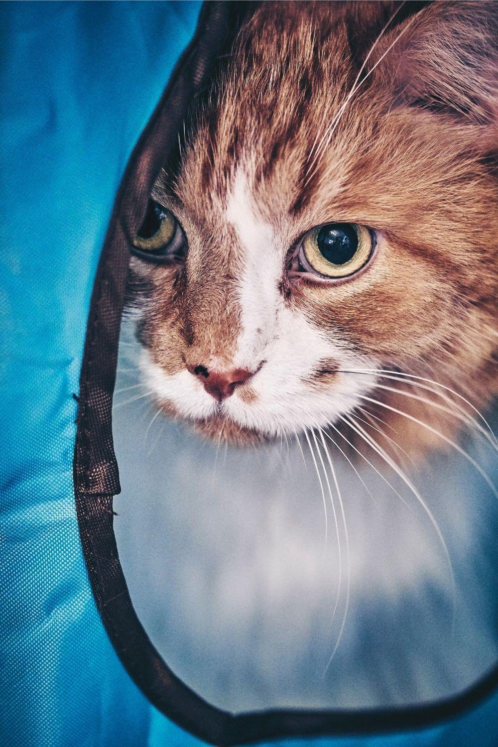 A cat avoiding people by hiding in a pop-up tent.
