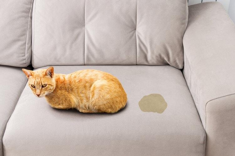 cat sitting on a urine stained couch