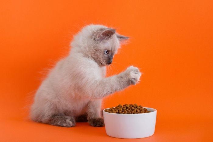 Cat playfully interacting with food.