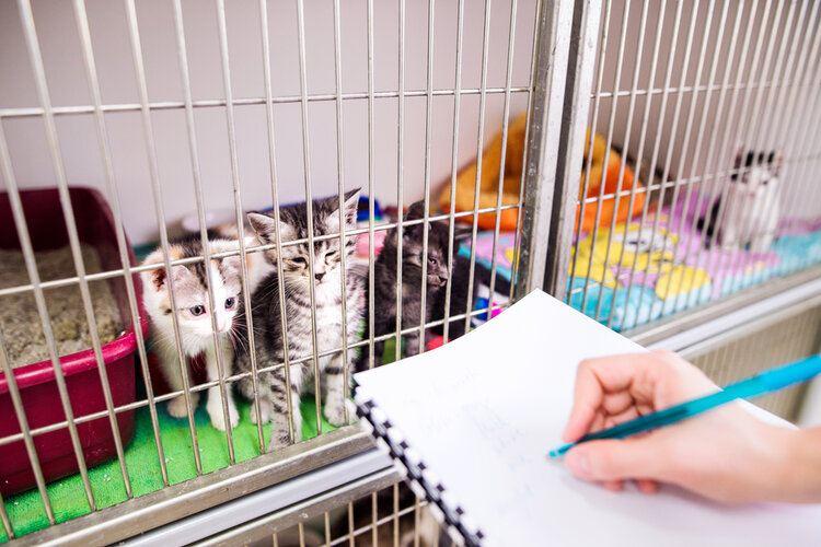 kitten in vet kennel