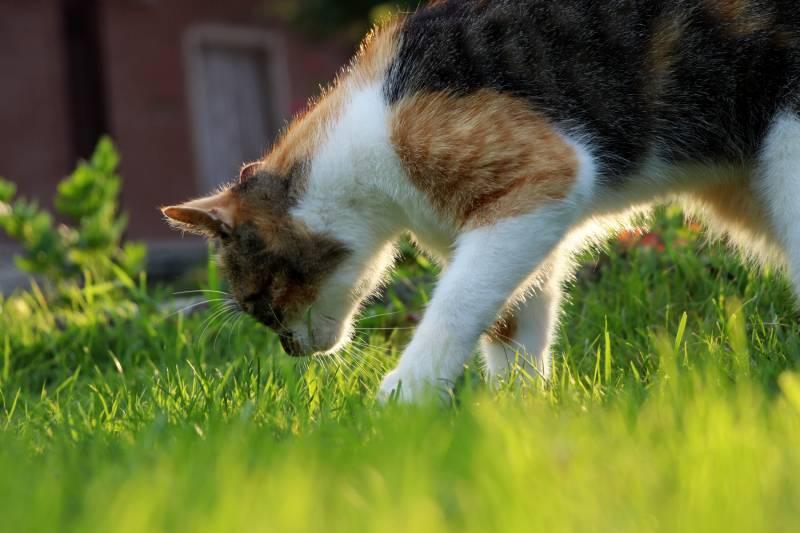 cat sniffing on the ground