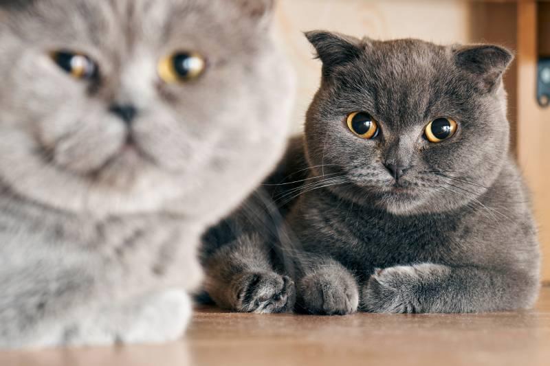 female and male british shorthair cats lying on the floor in mating period