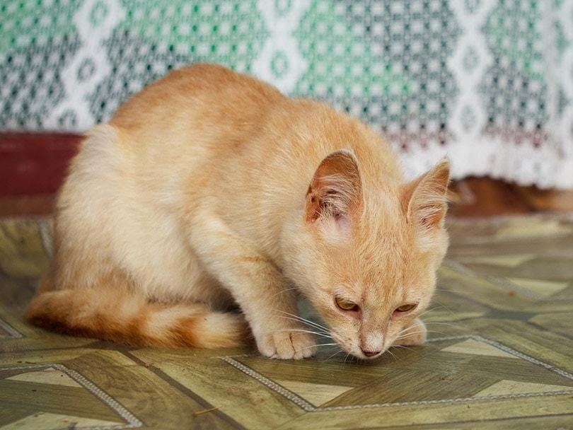 a young red tabby cat sniffing the floor