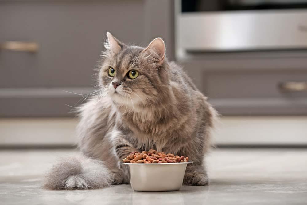 Your cat’s eating habits