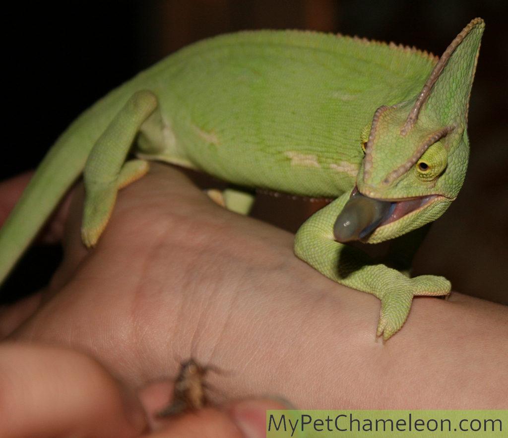 Chameleon munching down on a cricket