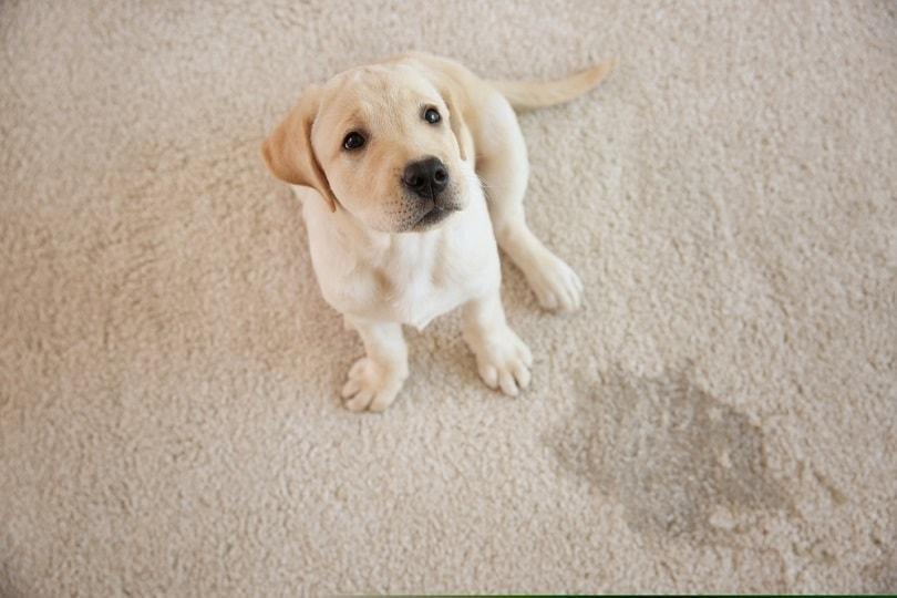 Cute puppy sitting on carpet near wet spot