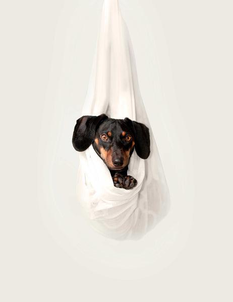 Dog on a hammock - Why is My Dog Sniffing Me More Than Usual?