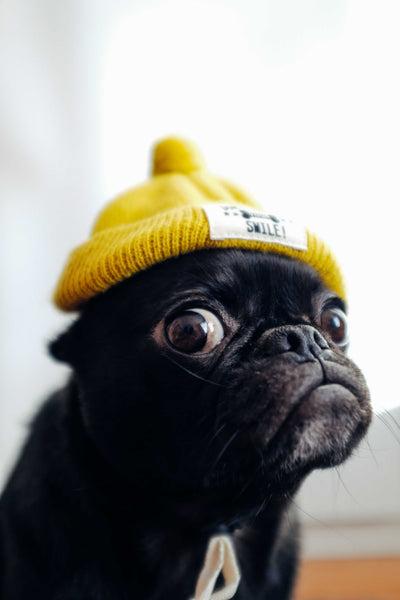 Black pug with beanie - Why is My Dog Sniffing Me More Than Usual?