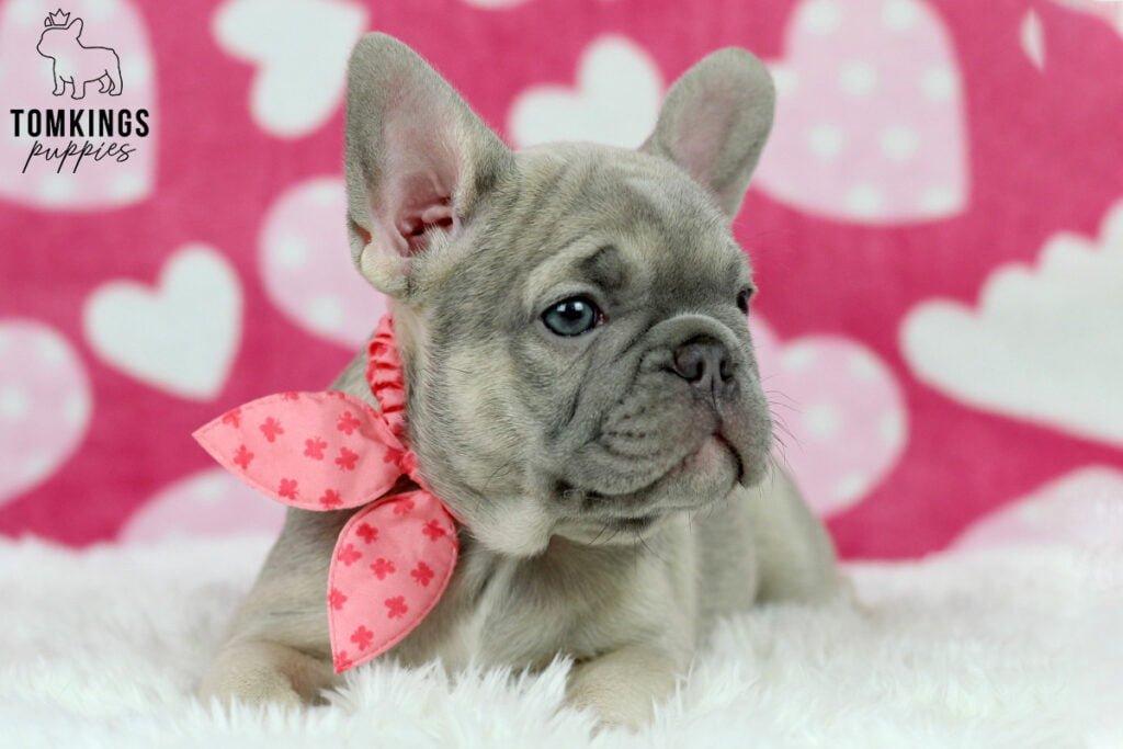 French Bulldog - TomKings Puppies