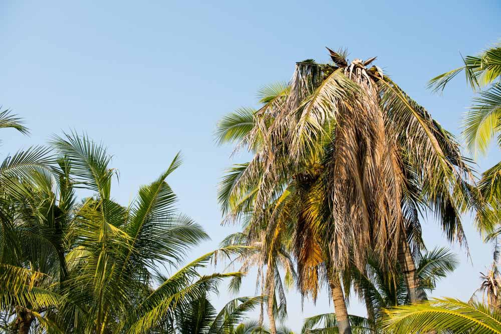 how to revive a dying palm tree 2