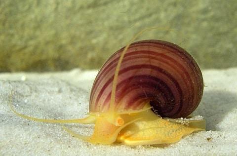 Mystery Snail