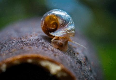 Ramshorn Snail