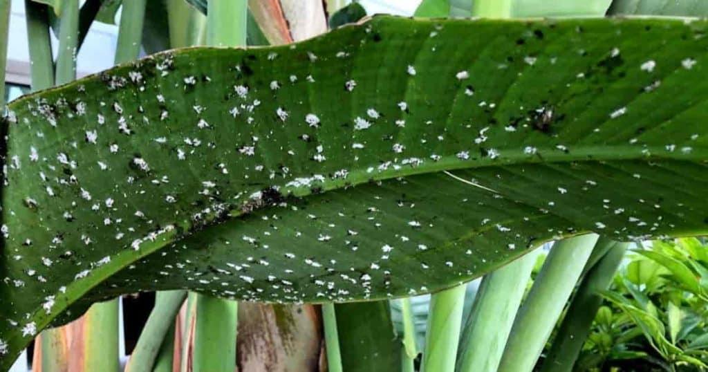 Snake Plant not Growing due to Over-fertilization