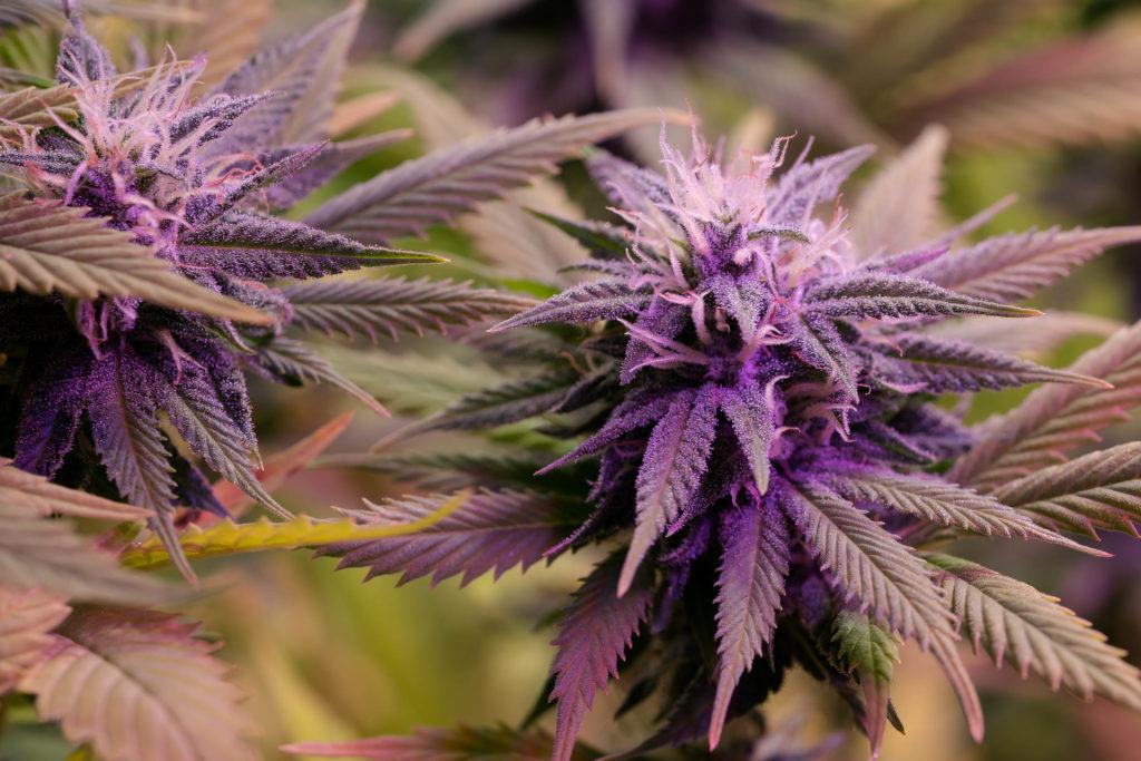 Two purple cannabis flowers