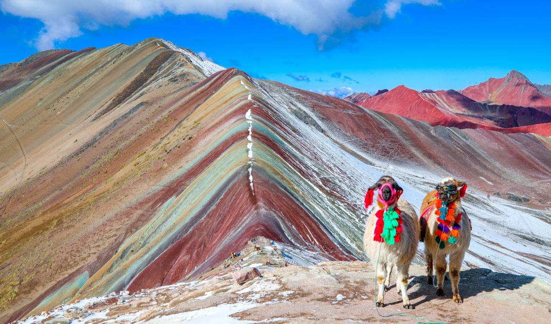 llamas and alpacas in rainbow mountain peru