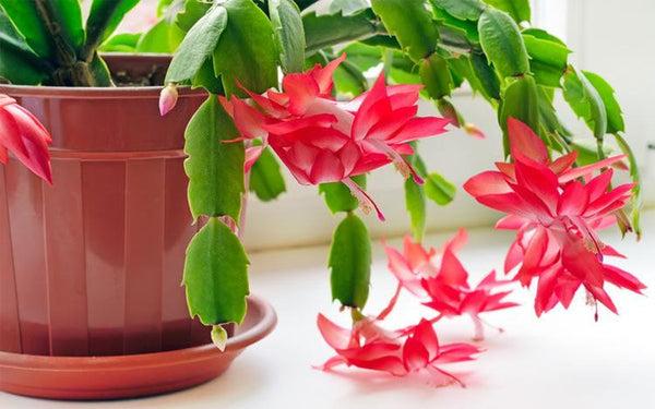 how to get a christmas cactus to bloom, christmas cactus care indoors, christmas cactus plant, christmas cactus near me