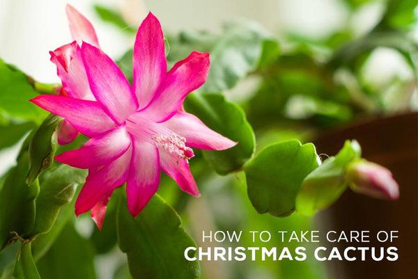 How to make your Christmas Cactus blooms, Christmas Cactus Bloom Cycle, How to Get Your Christmas Cactus to Bloom, Christmas Cactus Blooming in Spring, Christmas cactus bloom time, How many times a year does a Christmas cactus bloom, When to stop watering Christmas cactus