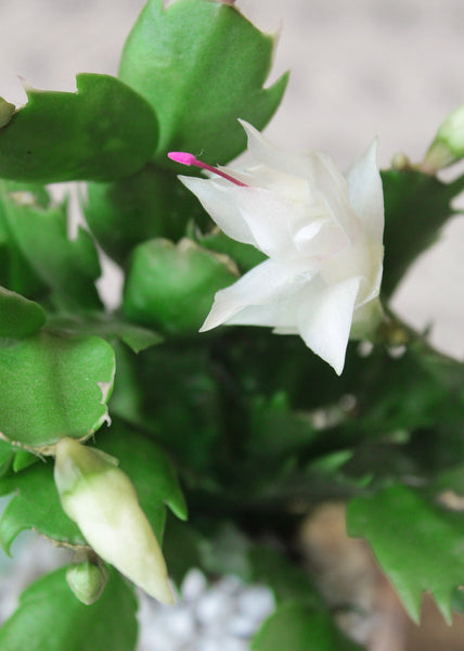 Christmas Cactus Bloom Cycle, How to Get Your Christmas Cactus to Bloom, Christmas Cactus Blooming in Spring, Christmas cactus bloom time, How many times a year does a Christmas cactus bloom, When to stop watering Christmas cactus